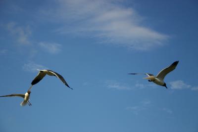 gulls8.jpg