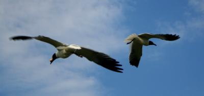 gulls10.jpg