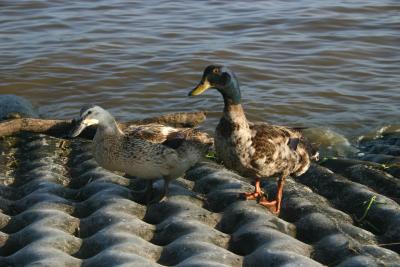 ducks1.jpg