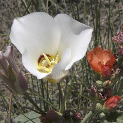 sego lily and munros globe-mallow DSCN3993.jpg