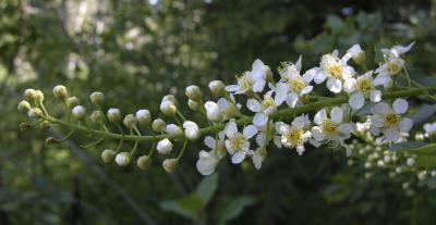 Chokecherry DSCN3831.jpg