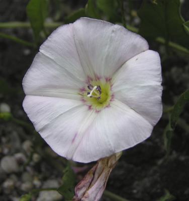 Morning Glory P6190052.jpg