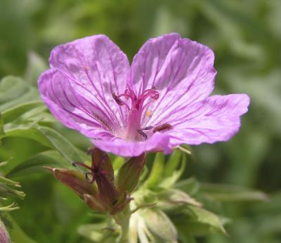 Sticky Geranium P6130005.jpg