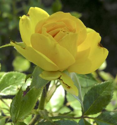 rose at Rose Garden DSCN4254.jpg