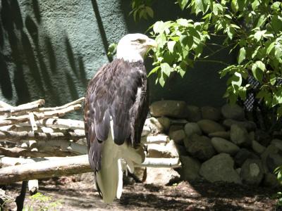 Bald Eagle at Zoo Boise DSCN4168.jpg