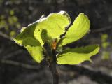 New aspen leaves P4300005.jpg