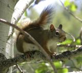 Tamiasciurus hudsonicus or red squirrel DSCN4023.jpg