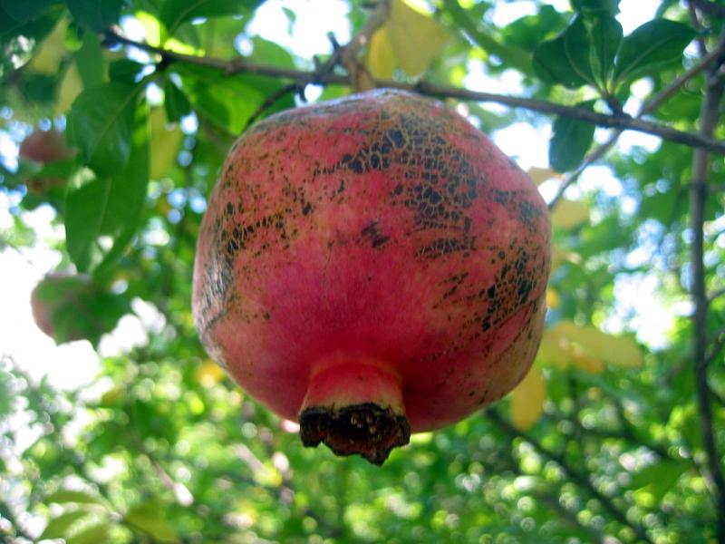 Pomegranate