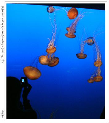 水族馆里的水母