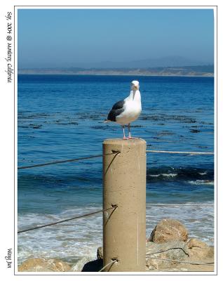 Monterey, U.S.A. (2004年9月13-17号）