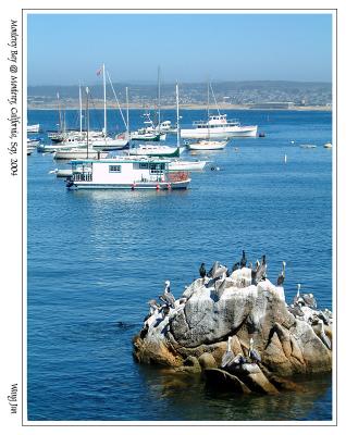 Monterey湾