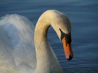 P6174300_std.jpg