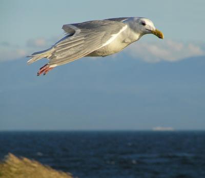 c770 Gulls