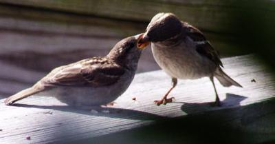 Feeding Time