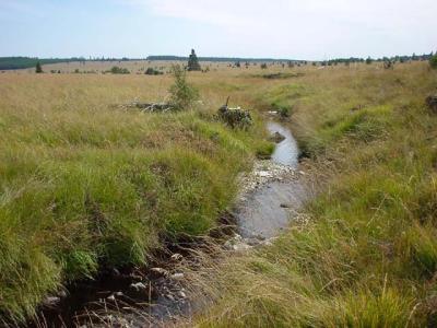 'Hoge Venen' (Haute Fagne) nature reserve