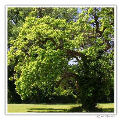 wunderschner Baum im Park