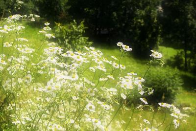 Blumenwiese