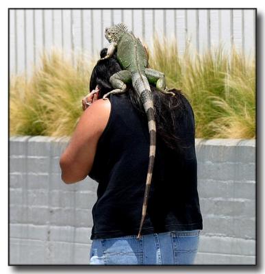 I can't hear you, I've got an iguana on my head