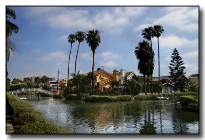 Tall Palms