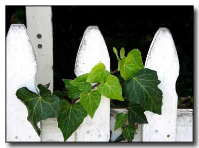 Fence and Ivy