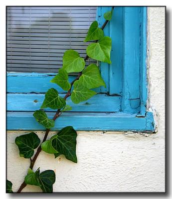 Ivy and Window