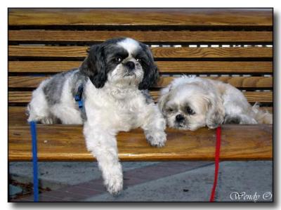 2 Dogs on a Bench