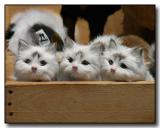 Mechanical Kitties
