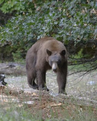 Yosemite08