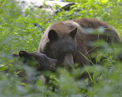 Yosemite09