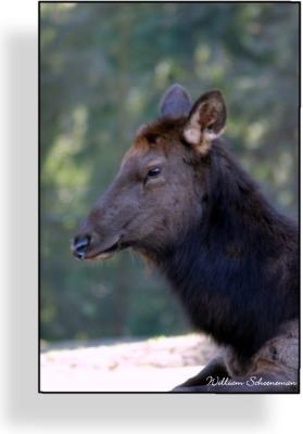 u47/wildwillie/medium/40035107.Dontyoudeerme.jpg