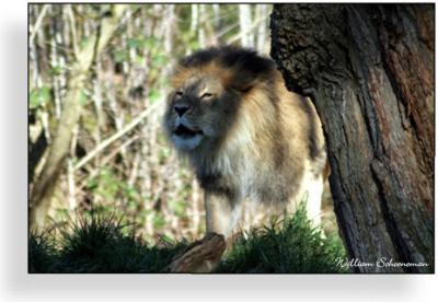 u47/wildwillie/medium/40035112.Iamtheking.jpg