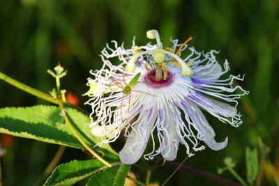 Passionflower with spider, some of our wildflowers at Brazos Bend State Park
