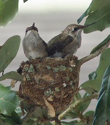 black-chinned nestlings