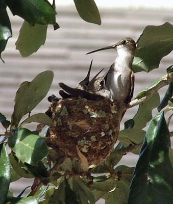 feeding