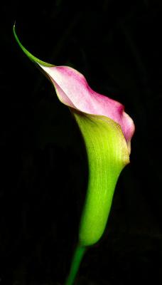 calla lily