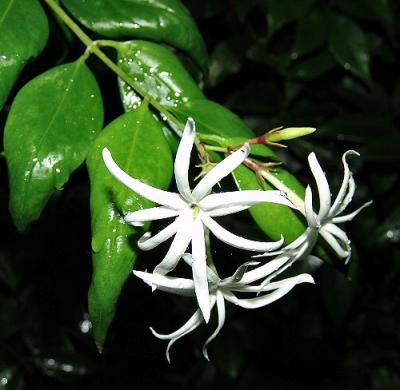 star jasmine