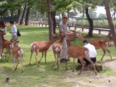 The deer of Nara.  They're holy to some sects of Buddhism.