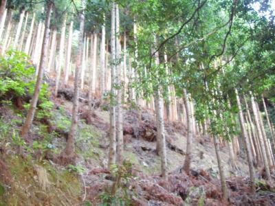Bamboo forests on steep mountainsides