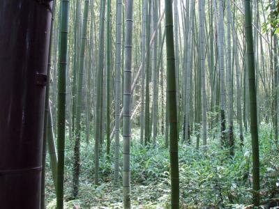 Bamboo - lots of it