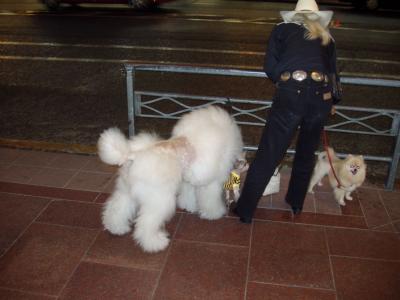 A Kyoto cowboy and his menagerie of strangely groomed pets