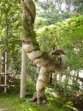 Wisteria