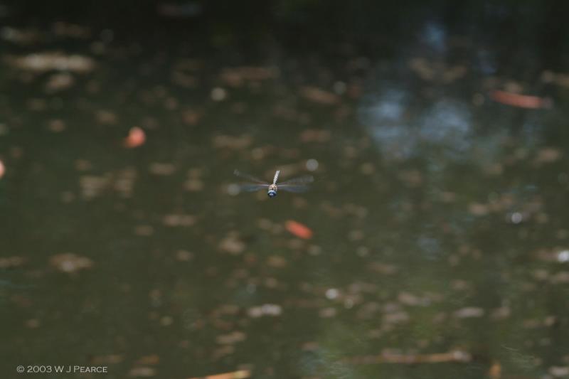 dragonfly full.jpg