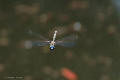 dragonfly crop.jpg