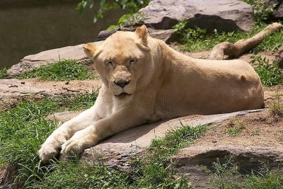 Zoo - 1