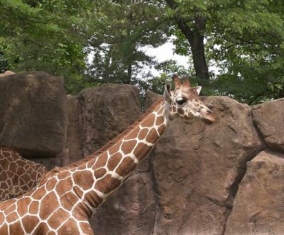 Zoo - 15