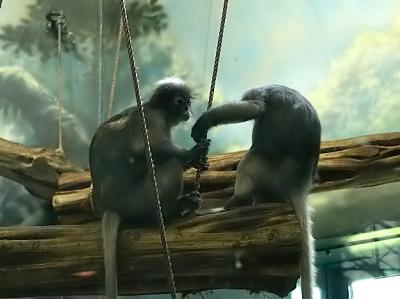 Zoo - 26