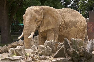 Philadelphia Zoo