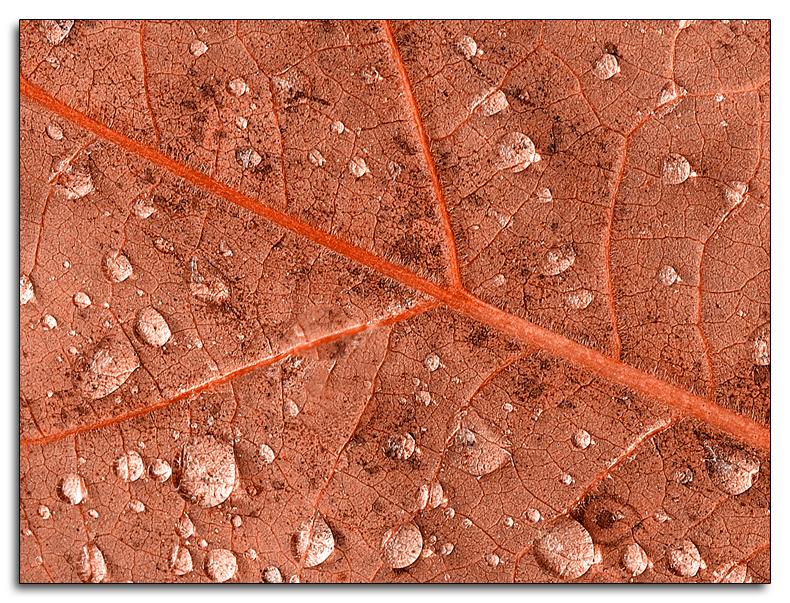 6.14.04  Leaf