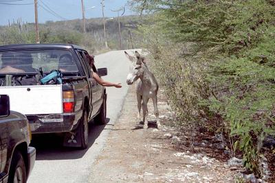 Burro on the road at Oil Slick Leap