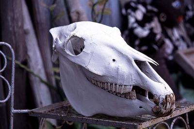 u47/wvphoto/medium/34032367.Skullcloseup02.jpg